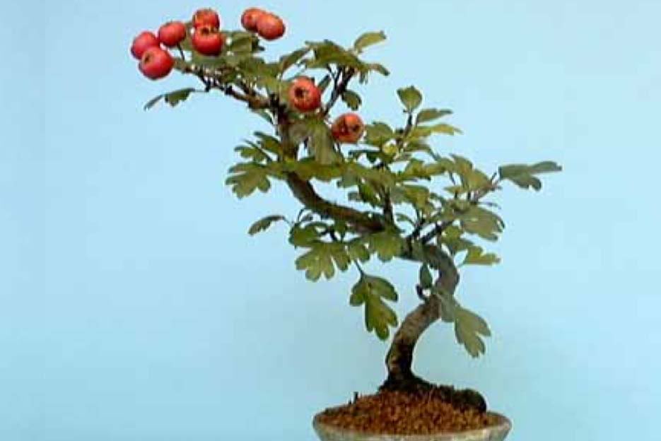 Bonsai18