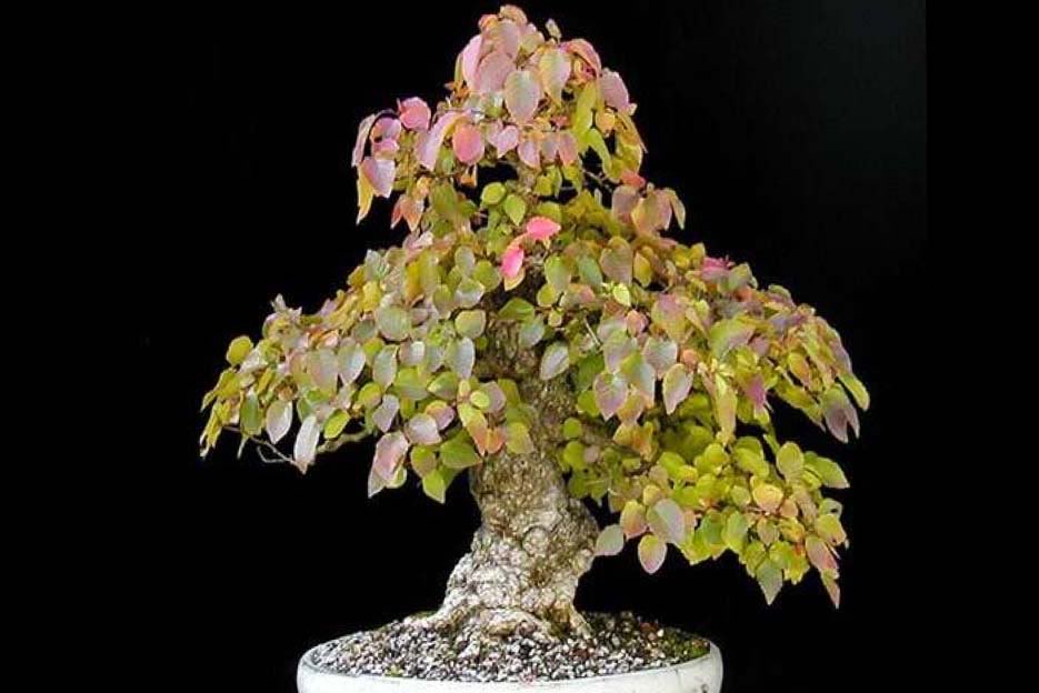 Bonsai19.jpg