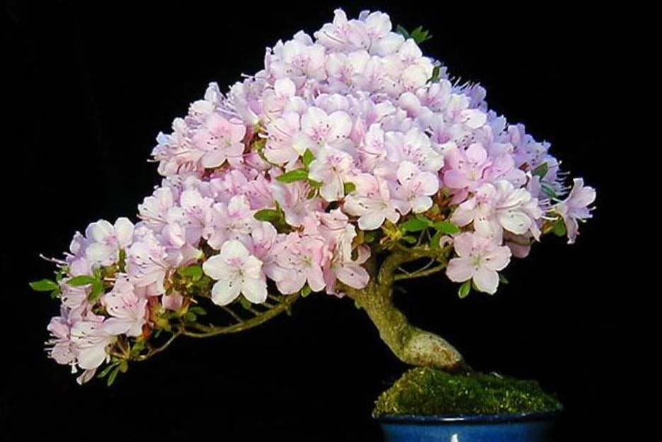 Bonsai25.jpg