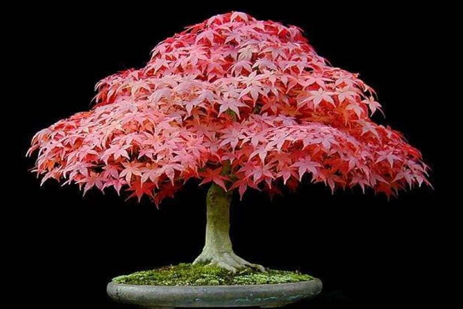 Bonsai28.jpg