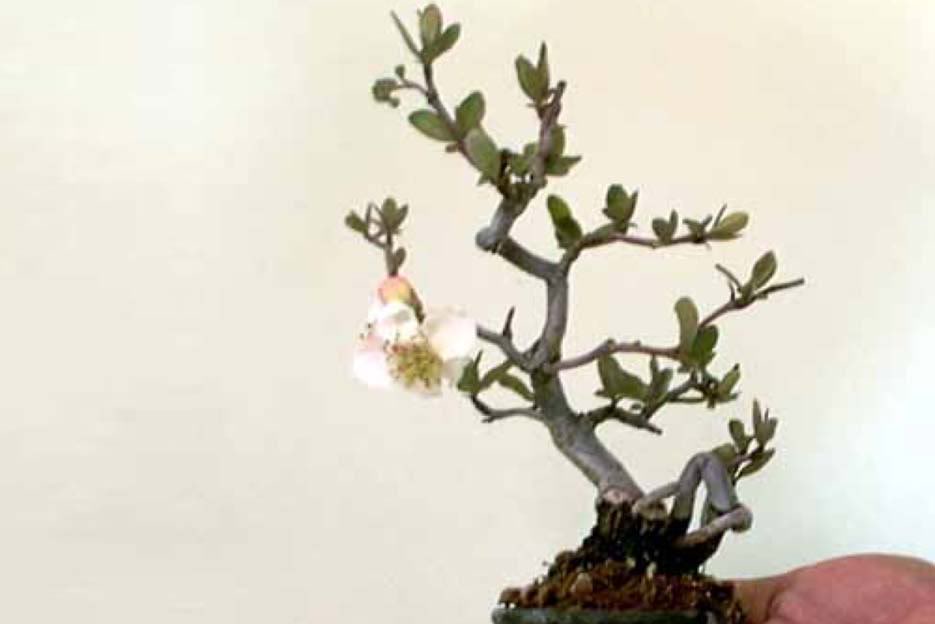 Bonsai29.jpg