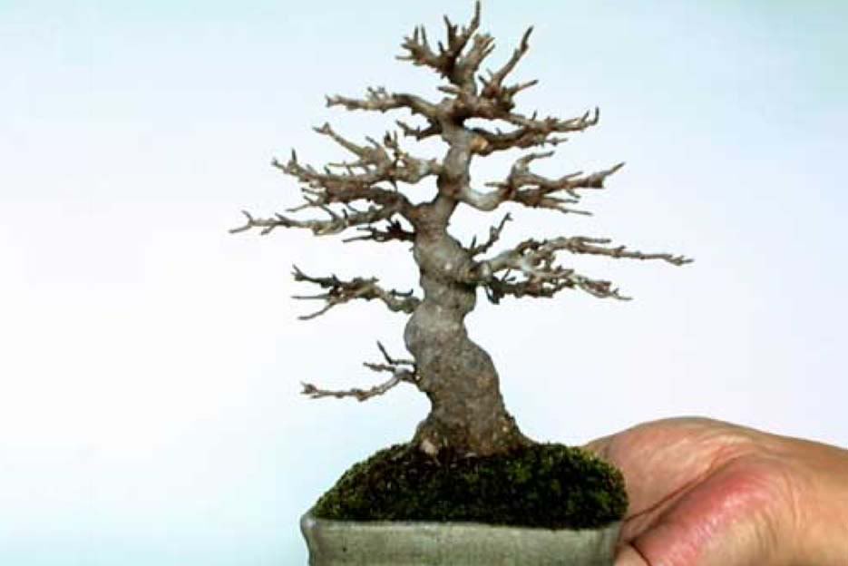 Bonsai35.jpg