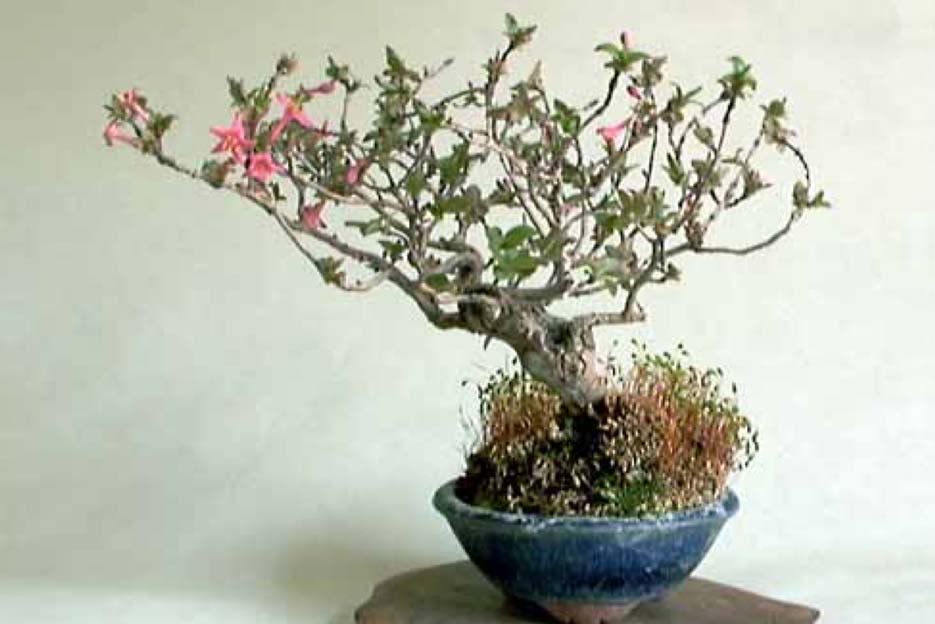 Bonsai36.jpg