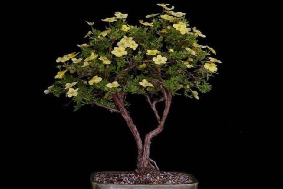 Bonsai39.jpg