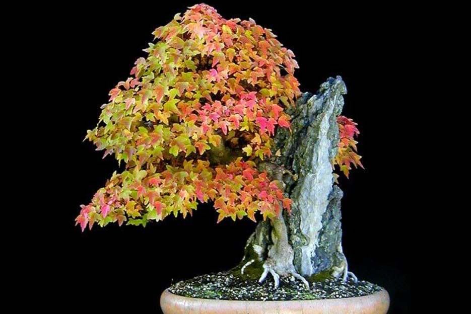 Bonsai48.jpg