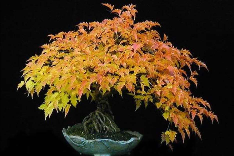 Bonsai49.jpg
