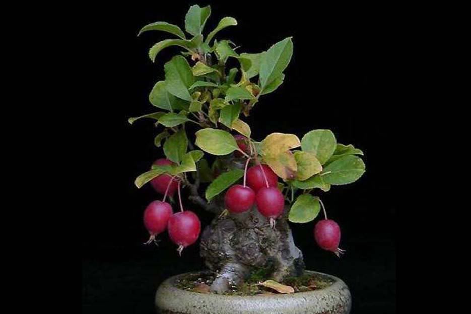 Bonsai52.jpg