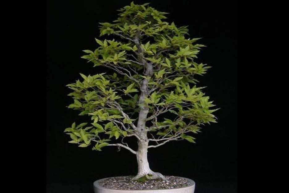 Bonsai53.jpg