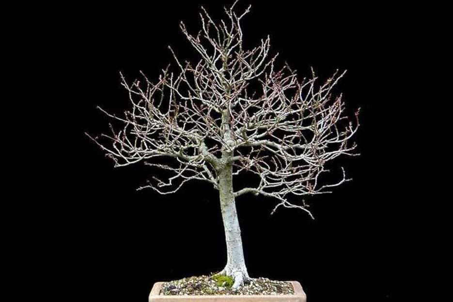 Bonsai54.jpg