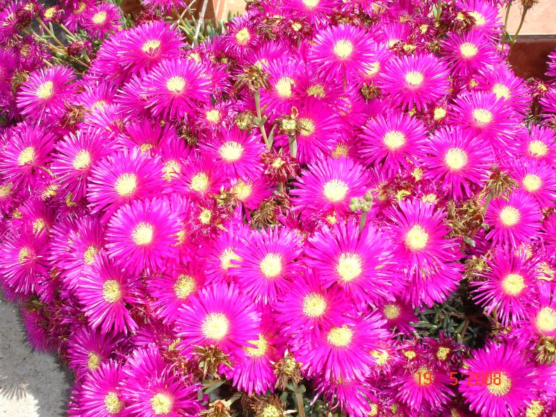 bozcaada may08 011.jpg