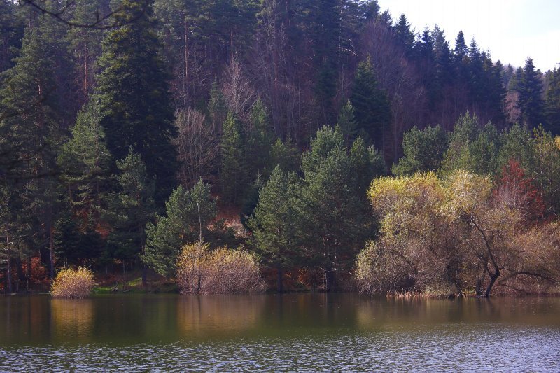 Bozcaarmut5.jpg