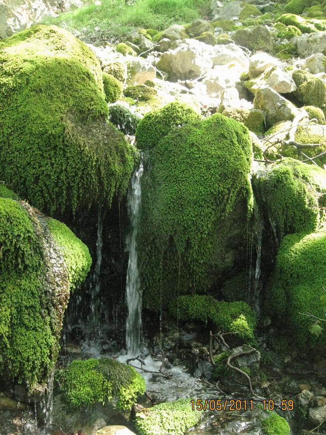 Buca - Kaynaklar GÃƒÂƒÃ‚ÂƒÃƒÂ‚Ã‚Â¼rlek - Nif 15 MayÃƒÂƒÃ‚Â„ÃƒÂ‚Ã‚Â±s 2011 007.jpg