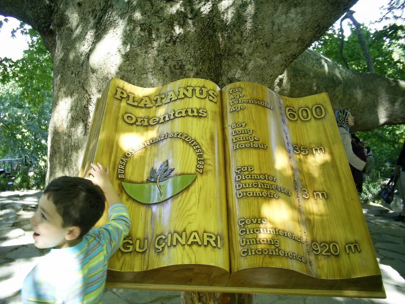 BURSA116.jpg