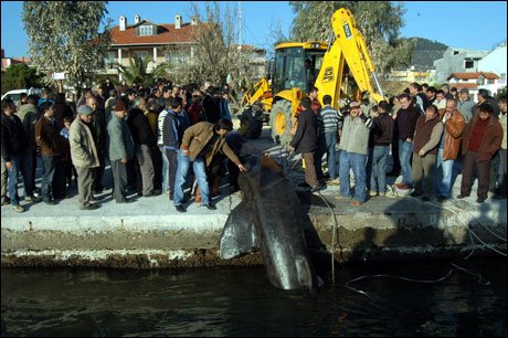 ANAKKALE KKKUYU AIKLARINDA YAKALANAN DEV KPEK BALII 1