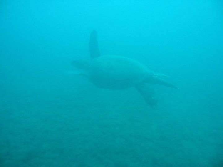 caretta.jpg