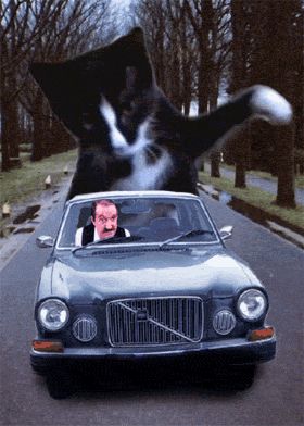 cat-gif24.jpg