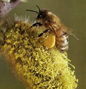 CEBELA_MACICA_POLLEN.jpg