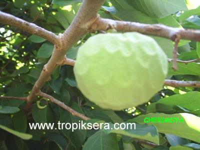 Cherimoya yeni meyve 01