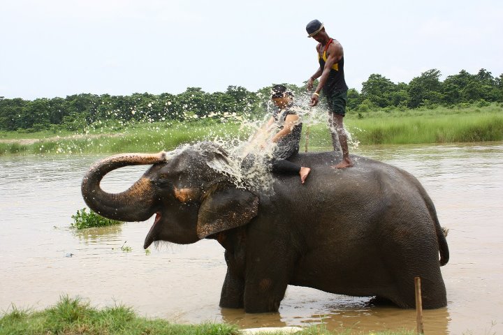 Chitwan ParkÃƒÂƒÃ‚Â„ÃƒÂ‚Ã‚Â±'nda fil banyosu.jpg