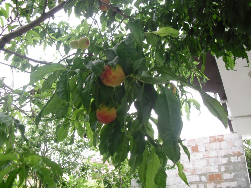 CIMG0268.jpg