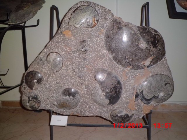 CIMG1805.JPG
