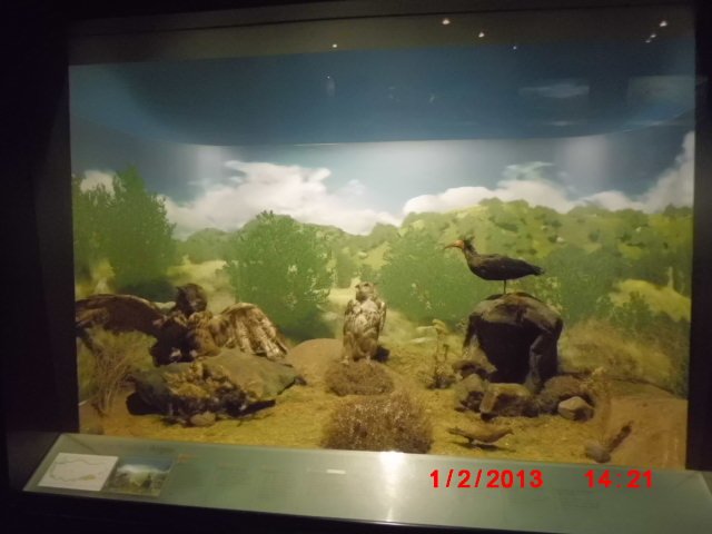 CIMG1825.JPG