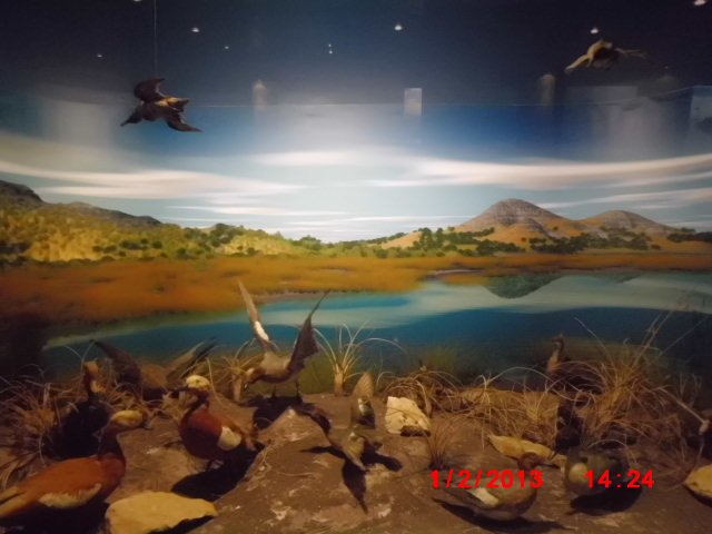 CIMG1838.JPG