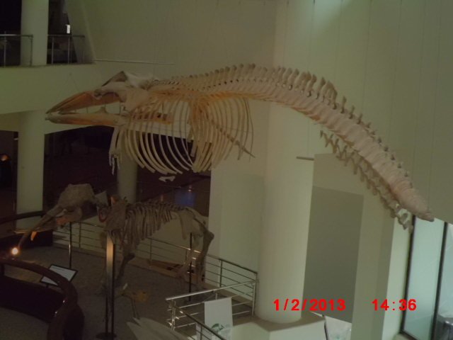 CIMG1850.JPG