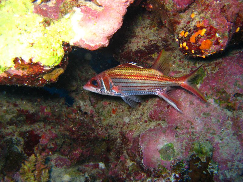 Crown Squirrelfish.jpg
