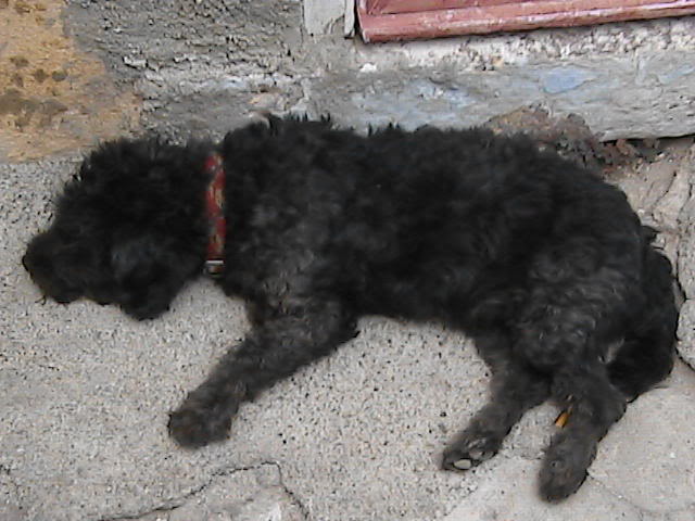 cunda23eyll2007003.jpg
