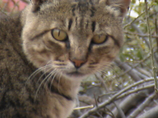 cunda23eyll2007054.jpg