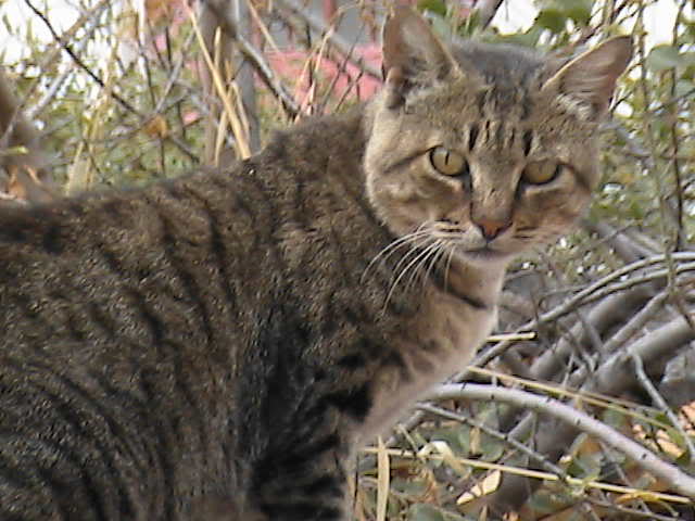 cunda23eyll2007056.jpg