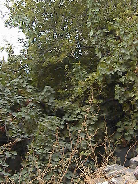 cunda23eyll2007061.jpg