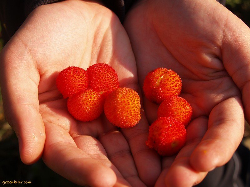 DaÃƒÂƒÃ‚Â„ÃƒÂ‚Ã‚ÂŸ ÃƒÂƒÃ‚ÂƒÃƒÂ‚Ã‚Â‡ilekleri 02.jpg