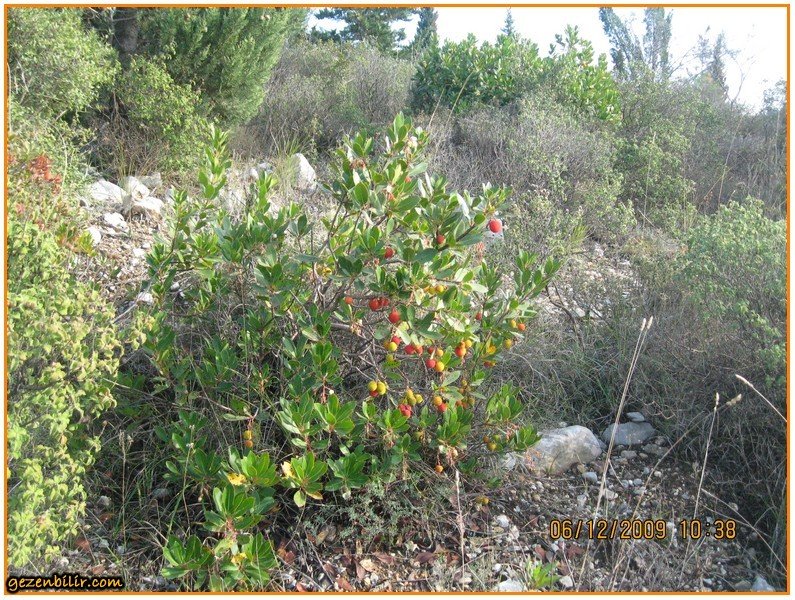 DaÃƒÂƒÃ‚Â„ÃƒÂ‚Ã‚ÂŸ ÃƒÂƒÃ‚ÂƒÃƒÂ‚Ã‚Â‡ilekleri.jpg