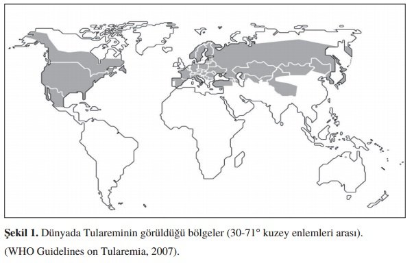 DÃƒÂƒÃ‚ÂƒÃƒÂ‚Ã‚Â¼nyada Tularemi.jpg