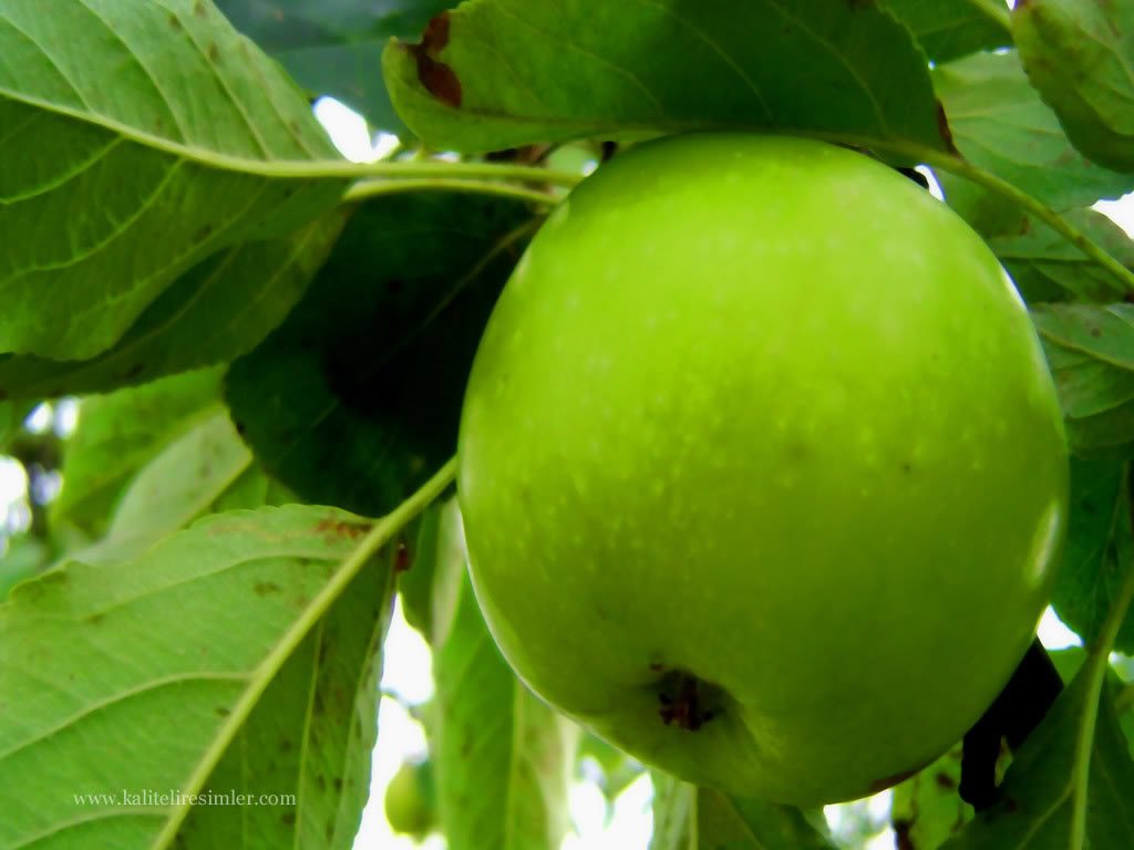 dalinda_yesil_elma.jpg