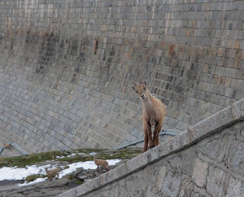 dam-41.jpg