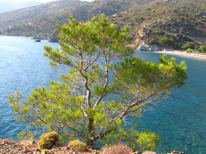 DatÃƒÂƒÃ‚ÂƒÃƒÂ‚Ã‚Â§a20.jpg