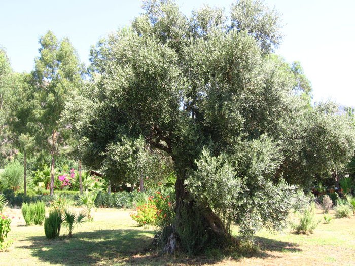 DatÃƒÂƒÃ‚ÂƒÃƒÂ‚Ã‚Â§a22.jpg