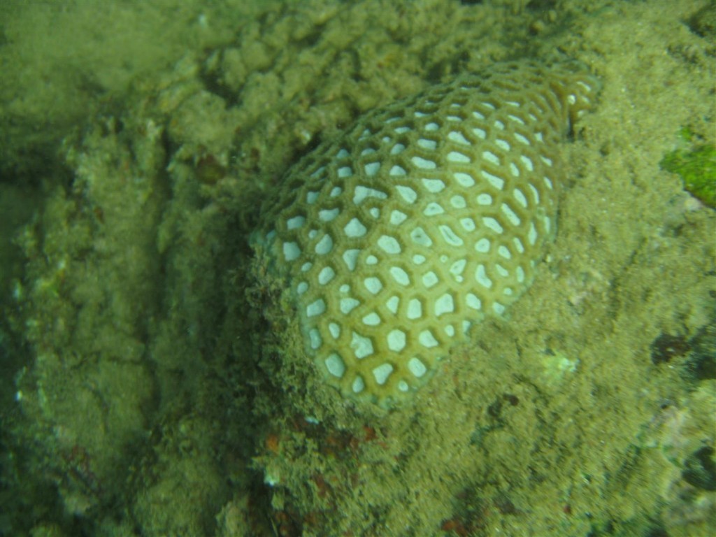 Dive (22) (Large).JPG