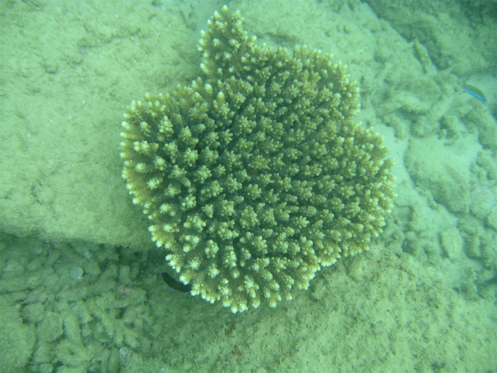 Dive (29) (Large).JPG