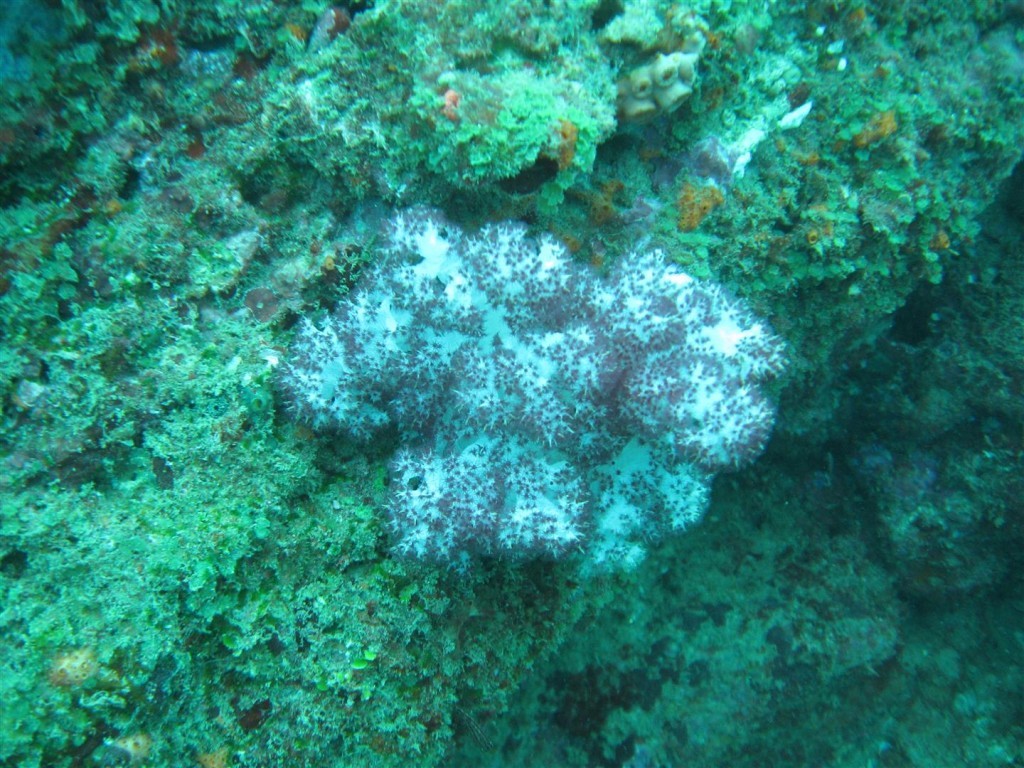 Dive (51) (Large).JPG