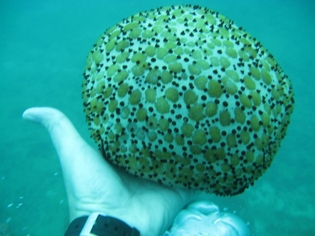 Dive (66) (Large).JPG