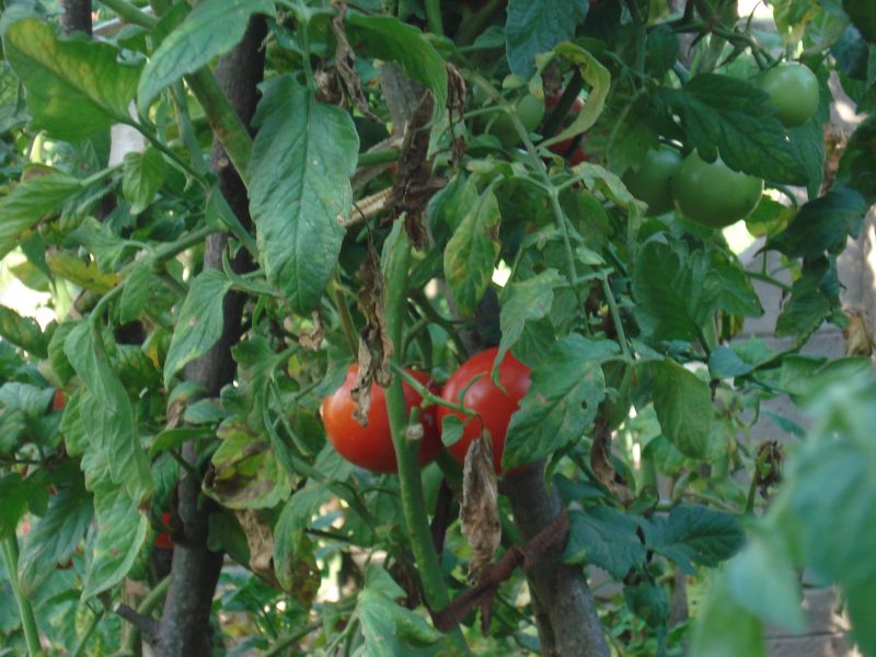 doÃƒÂƒÃ‚Â„ÃƒÂ‚Ã‚ÂŸu karadeniz 2010 005.jpg