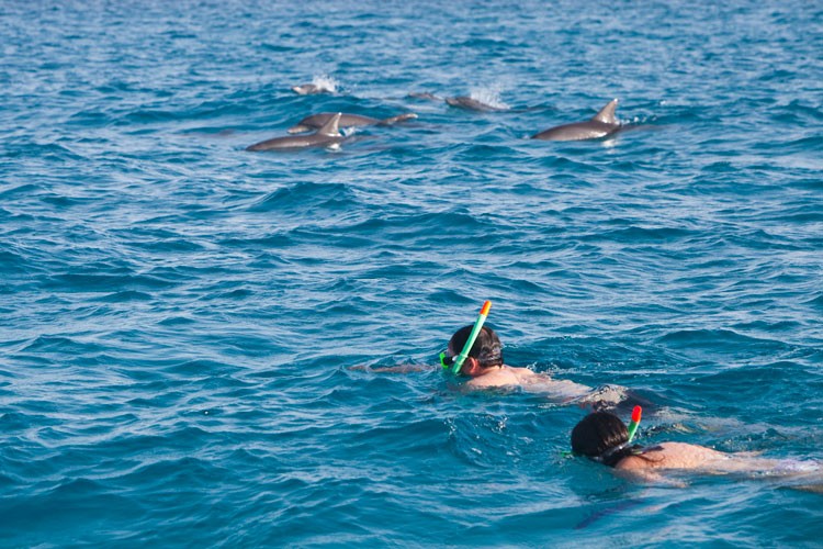 dolphin-big.jpg