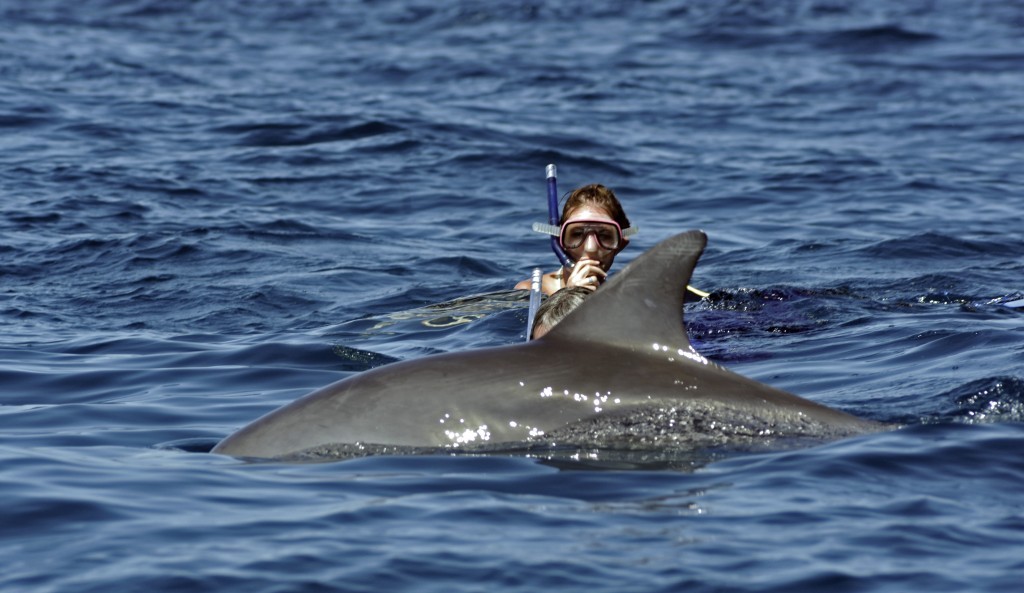 Dolphin Tour