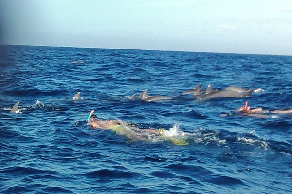 dolphine_tour_swimming.jpg