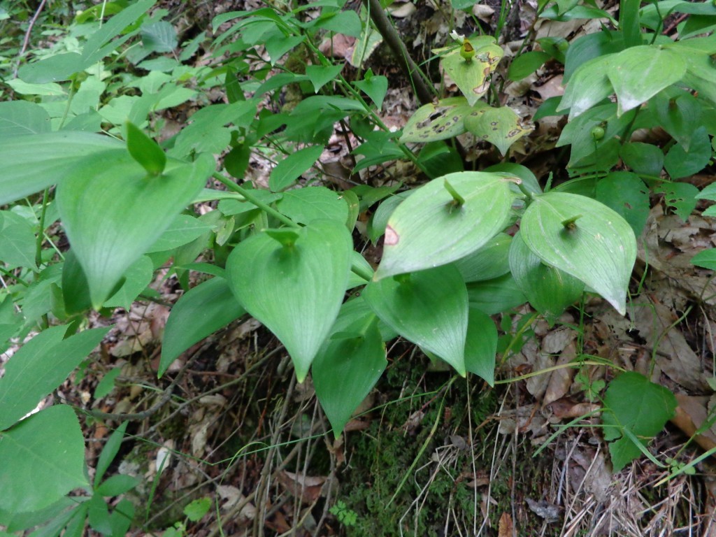 DSC00314.JPG