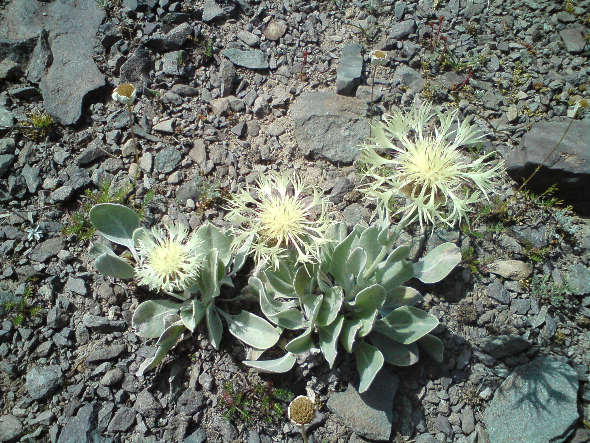 DSC00335.jpg
